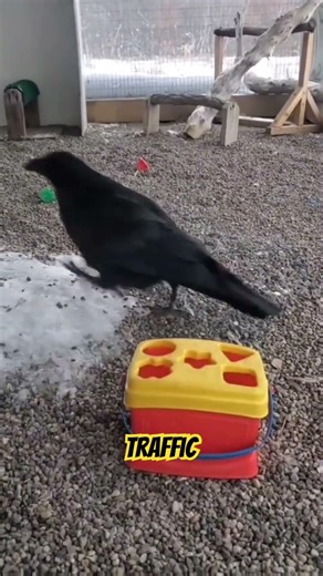 This Bird Is Smarter Than You Think 🐦🧠 #worldwildlifeday #shorts #crowfacts