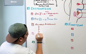 脊髓下行束 皮质脑干束 Neurology _ Descending Tracts - Corticobulbar Tract [Eyl0ihAd-1Y]