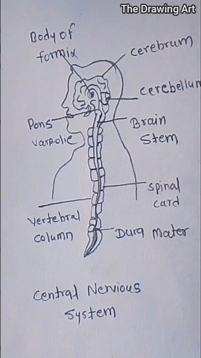 How to Draw a Nervous System ! step by step #easydrawing