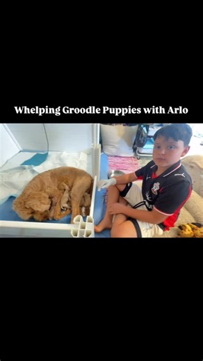 Over the years, our whole family…kids included, has played a real role in our Groole program. Whether it’s transporting puppies to their new homes, running dogs to reproductive appointments, dog-minding, training, grooming… or simply sitting on the floor and playing with them. Our kids haven’t just grown up around the dogs, they’ve been taught to understand the science behind what we do. Canine reproduction isn’t some mystery in our house. Maths, biology and progesterone levels are normal dinner