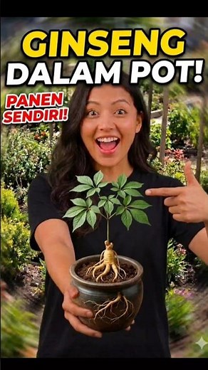 No Need for a Large Plot of Land! How to Grow Ginseng in a Pot and Earn Money #Ginseng #HerbalPlants
