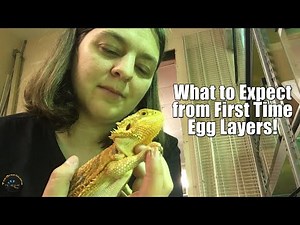 What to Expect When It's Your Bearded Dragon's First Time Laying Eggs! 🦎🥚