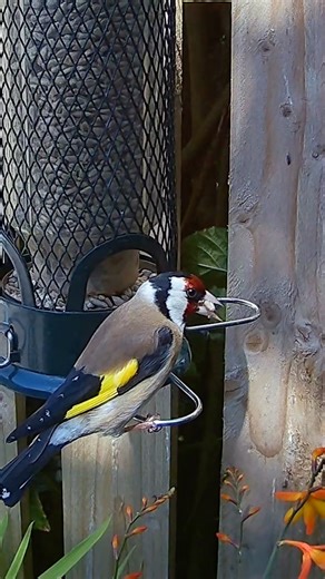 Goldfinch birds are truly amazing! So beautiful ❤️
