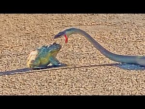 Huge Bullfrog Refuses to Become Meal for Snake in Big Battle