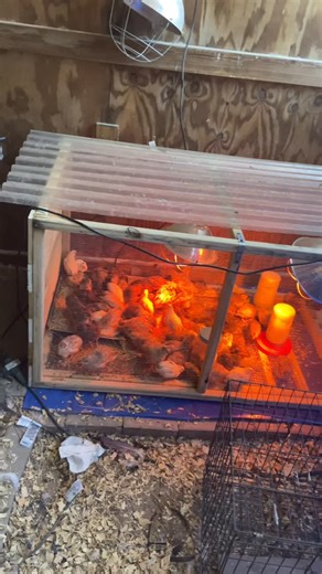 Rustic Roost Farms on Instagram: "New quail brooder"