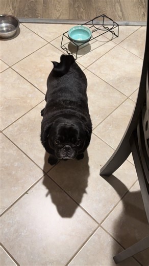 Life with a Large Pug: Fun Moments and Care Tips