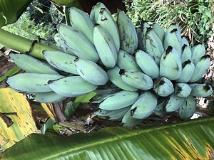 BLUE JAVA BANANAS! They taste like vanilla ice cream and you can grow them in Arizona - ABC15 Digita