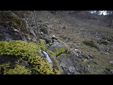 GLOBALink | Wild panda filmed gobbling up meat in NW China's Shaanxi