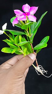 14K views · 84 reactions | How to propagation a periwinkle flower tree from cutting || Periwinkle flower tree#viralvideoシ #short #gardeningtips #gardening #reelsviralシ #embroidery #paper #shortsviral | Rana Craft | Facebook