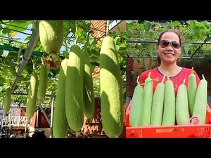 KINH NGHIỆM TRỒNG MƯỚP: 5 lưu ý để mướp cho hàng trăm trái trên 1 giàn nhỏ