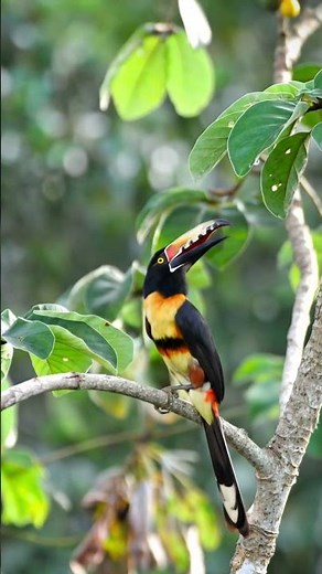 Collared Aracari Bird Sounds in 4K | Tropical Toucan Aracari in Costa Rica #birdsound #birdsong