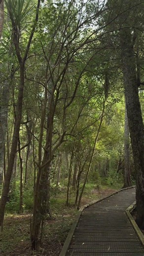 Finding my breath, deep in the green. 在这片绿里， 我找回了呼吸