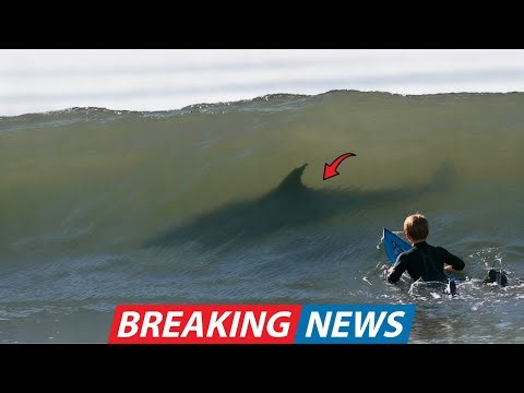 California Lifeguards Sounded Sirens After Young Surfer’s Board Was Shadowed by Massive Black Shark!