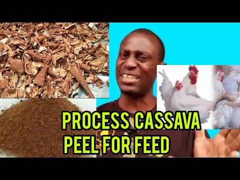 How to Process Cassava Peels for Poultry & Livestock Feed : Different ways of making Cassava Meal