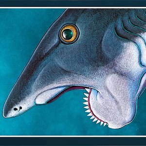 What was evolution thinking with this mouth design? | Animalogic