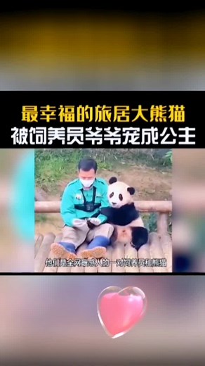 全网最感人的一对饲养员和熊猫👍🤗🌺🌹#pandaoftiktok #panda丫丫 #cutepetsoftiktok #typ @TikTok @tiktokglobal @tiktok creators