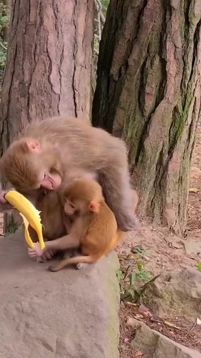 So cute baby monkeys daily video 🐵🐒🙊 #reel #monkey #wildmonkey #babymonkey #cutemonkey #cutebabymonkey #animals #FacebookReelsContest | Adorable Baby