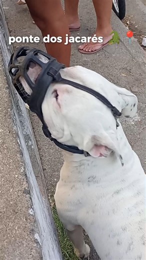 Pão vs jacarés… olha onde o Billy focou 😂🐾