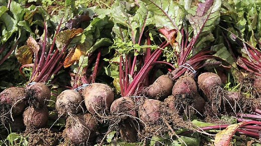 60 reactions · 12 shares | Watch how to cook and prepare beetroot in...