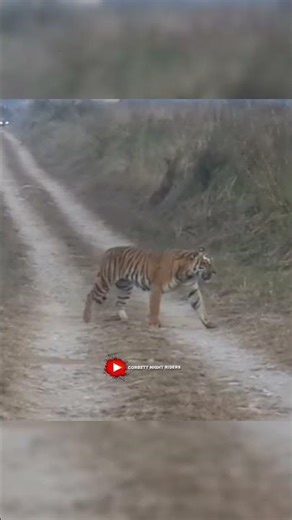 #tiger #shorts #ytshorts #shortsfeed #art #love #nature #jimcorbett