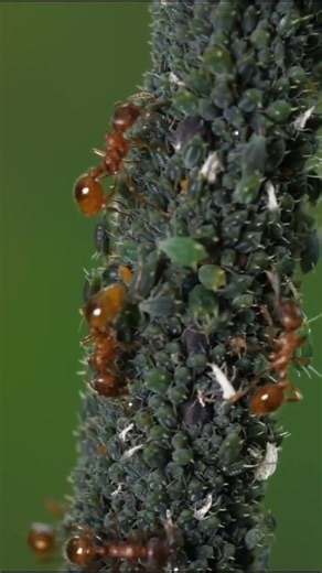 Why ants are better warriors than us humans? #wildlife #nature #ants