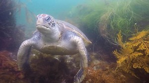 53K views · 4.2K reactions | Exploring in La Jolla, California ... fun!!! ~ w/ diveSSI - The Ultimate Dive Experience (SSI Scuba Schools International) | Scuba Diver Girls | Facebook