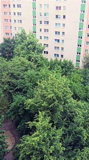 day update balkon Wihte Runtz & Blue Gelatto41 #dokumentation #grow #gärtnern #botanisch