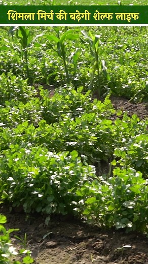 183K views · 3.9K reactions | MultiCrop Farming में इस तरह से बढ़ा सकता है शिमला मिर्च की Self Life | Vegetable Farming #kisanofindia #vegetablefarming #vegetablebusiness #farming #shots #vegetables #viralreels #organicfarming #multicropping #multilayerfarming | Kisan Of India | Facebook