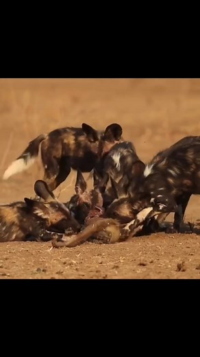 Mbwa Mwitu a.k.a Panya Road wa Mbugani ndio wanyama ambao huwa wanafanikiwa kwa asiliamia 99 kwenye windo lao maana wote kwa pamoja wanashirikiana kukimbiza na Kumamata msosi wao Kiongozi wa hawa jamaa ni Mbwa Jike na wote lazima wamsikilize na wafwate masharti waliyowekwa na kiongozi wao,ikitokea mmoja kazingua atapigwa or atafukuzwa kwenye familia VIDEO Maskini ya Mungu Nyani kageuzwa breakfast cheki sura yake inavyotia huruma…nature inaumiza sana 😭 MBUGANI KUNA MAMBO MENGI | Justin Bayo