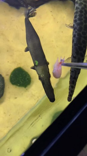 Cuban Gar Feeding - Endangered and Protected Species