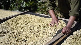 Rural Man Drying Coffee Beans in Solar Dryer, Stock Footage - Video of green, fruit: 224237200