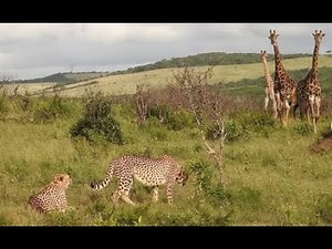 How African giraffes survived cheetah attack in a massive storm