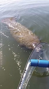40K views · 2.5K reactions | Follow that kayak! A couple of persistent manatees following my kayak. #nature #animals #florida #kayaking #wildlife | See Through Canoe | Facebook