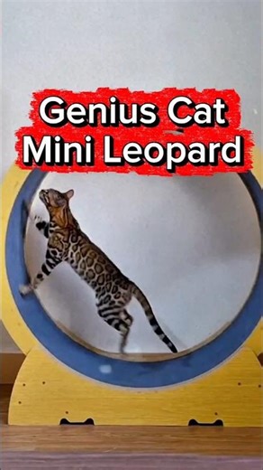 Mini Leopard Cat #viral #shorts
