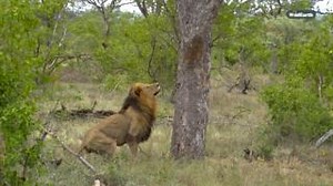 Who says kings can’t climb? When you picture a strong, commanding male lion, tree climbing probably isn’t the first thing that comes to mind... On this day in 2018, we were awestruck as a male lion leapt into a tree to claim a leopard's hard-earned meal. #wildearth #lion #wildlife #nature #photography #bigcats #africa #safari | Wildearth