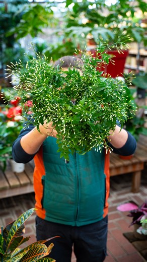 Floraison délicate et parfum envoûtant, le Jasmin a tout pour plaire. ✨ Il aime la lumière douce, une terre légèrement humide et un peu d’engrais entre mars et septembre. Un brin d’attention, et il vous le rendra au centuple ! 💚 👉 Et chez vous, il pousse en pot ou en pleine terre ? Dites-nous en commentaire ! Notre page Parlons Plantes : https://www.botanic.com/s-informer/calendriers-et-agendas/parlons-plantes-d-interieur.html | botanic®