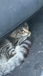 Midnight, Emma and Harley. It started at 3 o’clock in the morning and didn’t stop all day, two kittens and one cat at the vet today. We desperately need help to cover these medical bills. Please consider a small donation to help us save their lives. There is a link in my bio with donation options. #davidloop65 #cat #catlife #catlover #kitten | David Loop