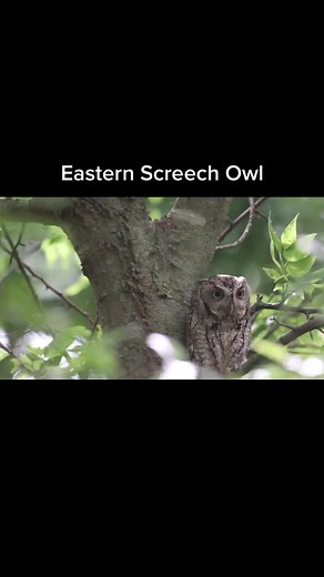 Eastern Screech Owl making noise! Whatcha think? #easternowl #easternscreechowl #natgeo #fyp #brandonhollienphotography