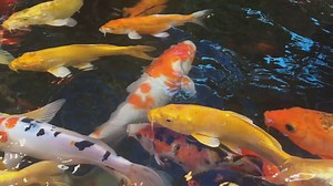 Columnaris in Koi Fish: Signs, Treatment, and Prevention