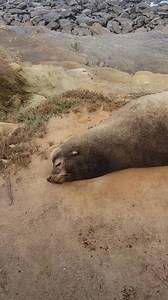 7.4K views · 231 reactions | Fui a la Jolla Cove en San Diego, California, USA para ver a los leones marinos en su habitad natural, que belleza  玲 además de contemplar el hermoso paisaje ☀️ pensé que no había nada 玲 | En Ruta | Facebook