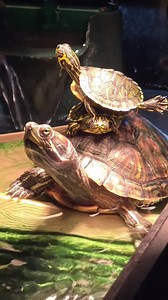 🐢🤩 Yertle the Turtle's Epic Adventure! | FunFM