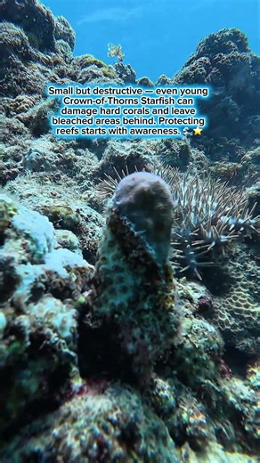 Bleached spots are signs that corals are under attack.