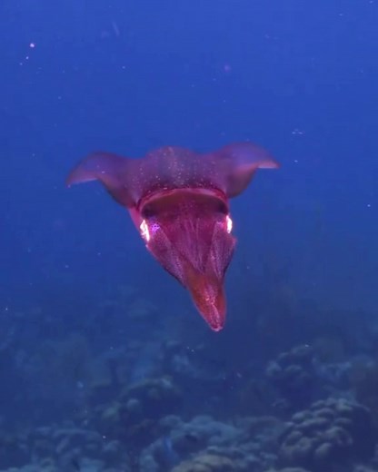Discover the magical underwater world with Toucan Diving Bonaire, a must-do when you're in Bonaire! 🐠🤩 | Plaza Beach & Dive Resort Bonaire