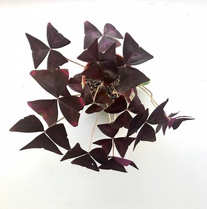 Oxalis Triangularis - Bulbs - Purple Shamrock, Love Plant, Purple Wood Sorrel - Etsy UK