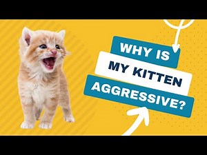 Why is My Kitten So Aggressive? | Ask a Vet