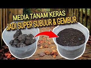 SOIL THAT IS AS HARD AS A ROCK BECOME SUPER LUSH AND FERTILE JUST WITH THIS ⁉️😲😲 #mediatanamorganik