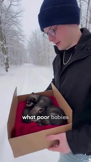 A wolf came to ask for help, and then such a sad thing happened. #pet #love #happy #rescue #cute #wolfdog #wholesome #fblifestyle | Swag quotes