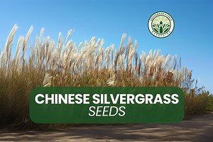Buy 200  Chinese Silvergrass Seeds – Miscanthus Sinensis – Tall Ornamental Grass – Privacy Screen & Garden Accent – Non-gmo Online in India - Etsy