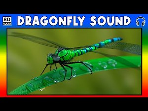 🦟 DRAGONFLY SOUND - DRAGONFLY SOUND EFFECT - SOUND OF DRAGONFLY - NOISE OF DRAGONFLY
