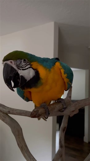 B&G Macaw 🦜 #talkingparot #macaw #dancingparrots #parrot